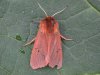 Butterflies and Moths at Rayleigh Mount (Mike Bailey) (36293 bytes)